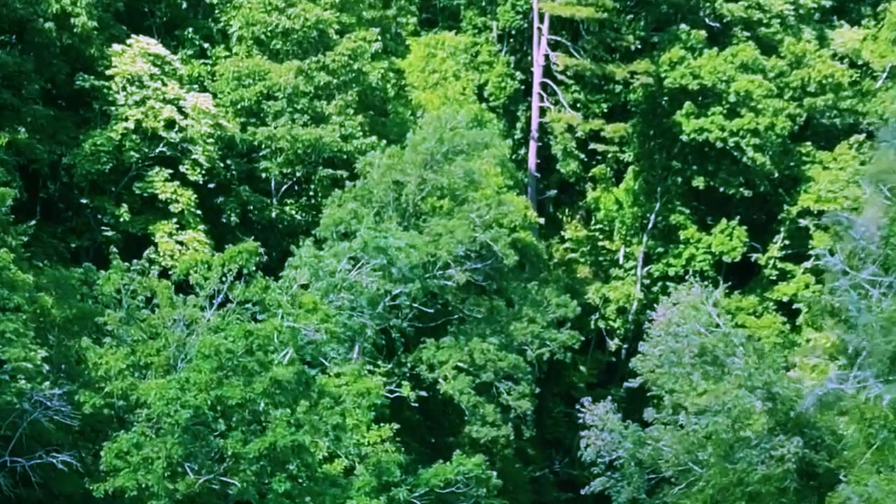 Forest with Greenery