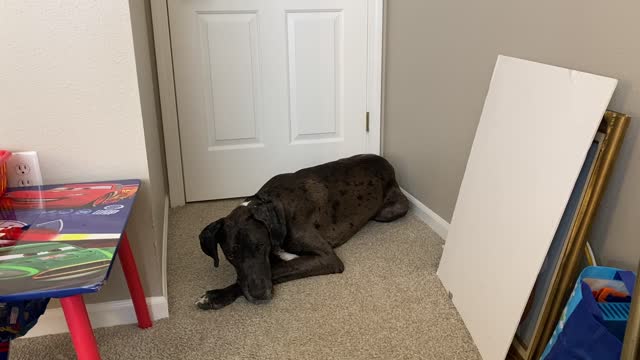 Service Dog: During Civil Procedure II Class...Being on campus is more fun methinks!