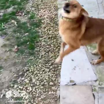 He won’t eat unless I say OK