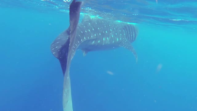 Whale shark in water