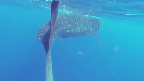 Whale shark in water