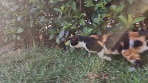 Cute hungry cat wants to eat calico kitten