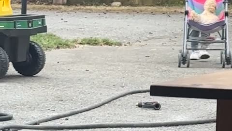 Girl Pushes Chicken in a Stroller