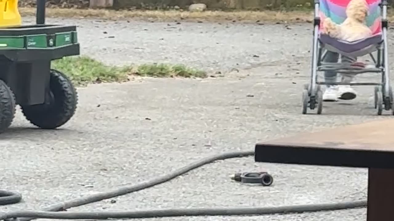 Girl Pushes Chicken in a Stroller