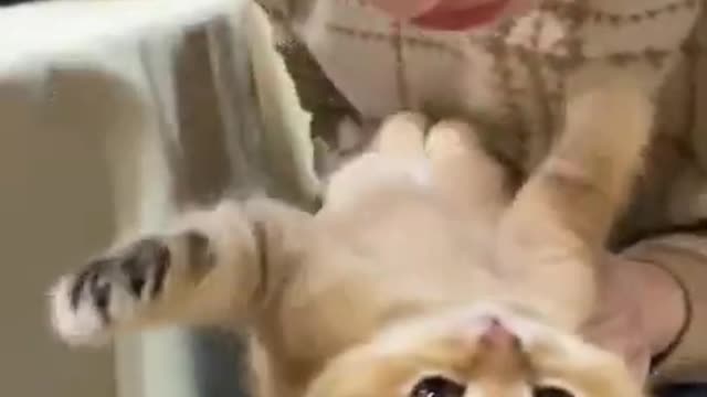 Best Funny Beautiful lady play Cats and Dogs Compilation ♥ Cute Baby Animals & Funny Pets