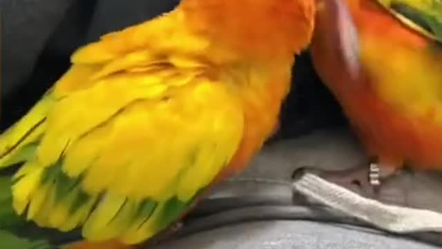 The most beautiful bird in the world💯❤️👍