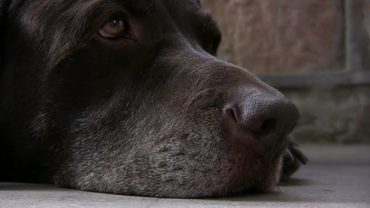 Close up of Dogs mouth on ground