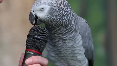 Talking Parrot