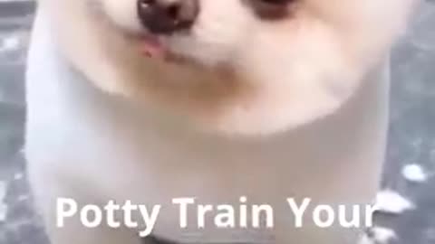 Cute dogs short videos 🐶🐶