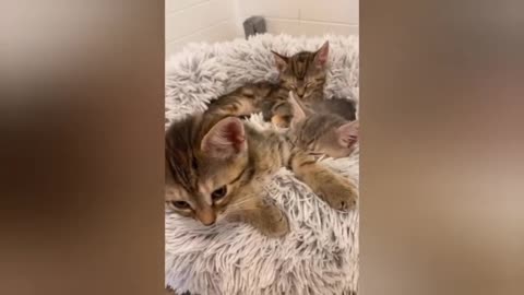 16 minutes of adorable cats and kittens videos to keep you smiling