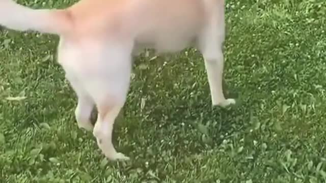 The dog who likes to dance is very happy to see snow for the first time