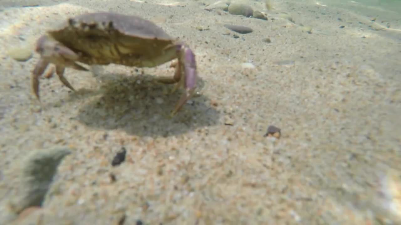 Underwater shot of a cool crab on the sea floor bottom