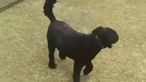 Surprise Success, Little Dog Didn't Expect It