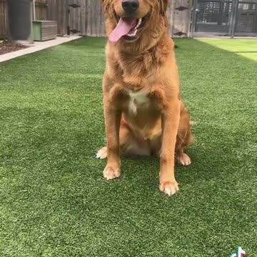 Dogs Are A Gift To Mankind