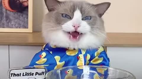 Baby Cats Cute and Funny Baby Cat Videos Compilation Zeng