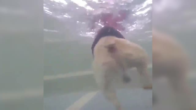 French bulldogs are swimming, so they can twist their ass