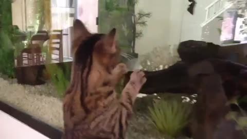 FuzzyButt meets... the fish tank !!