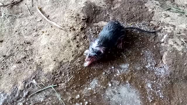 SAVED RAT'S LIFE