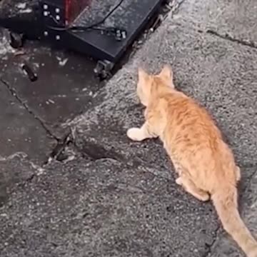 the fastest attack I've ever seen 😱😱😱