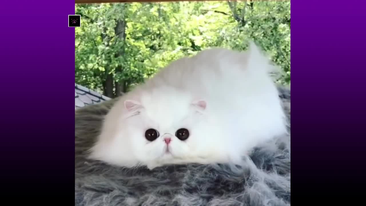 funny cat video | funny dog