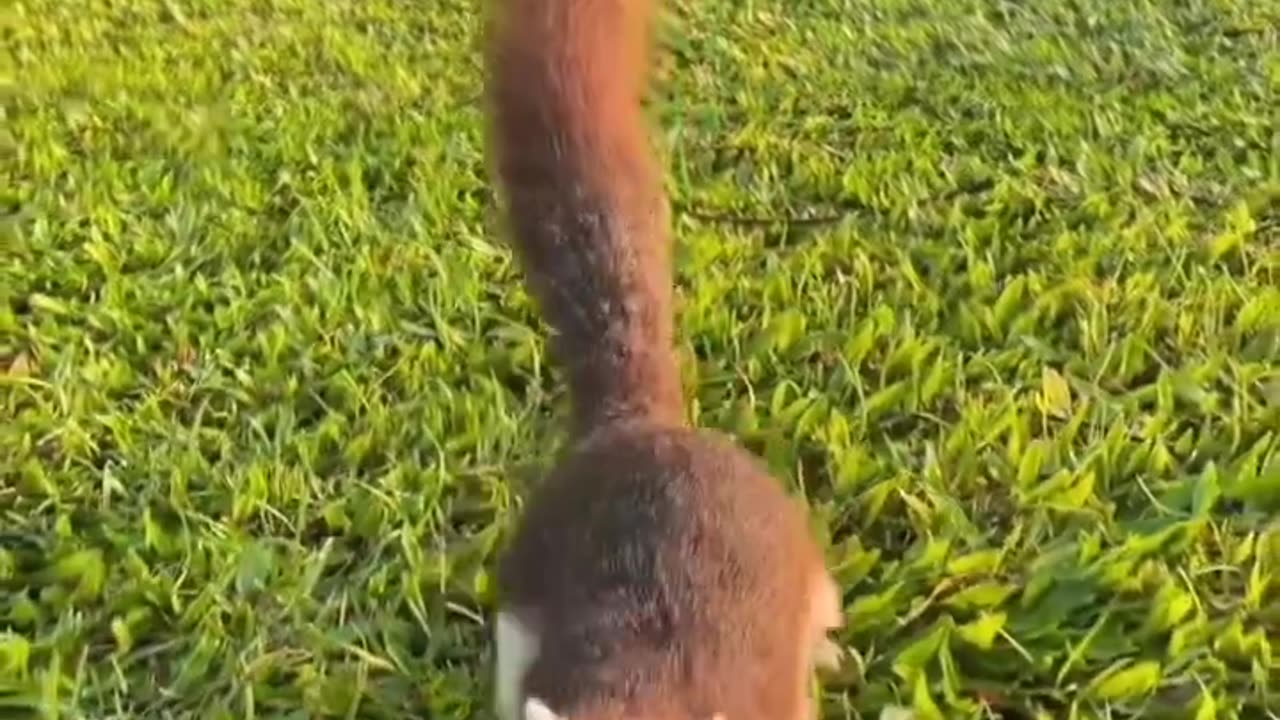 Squirrel is eating orange #shorts #shortvideo #video #virals #videoviral