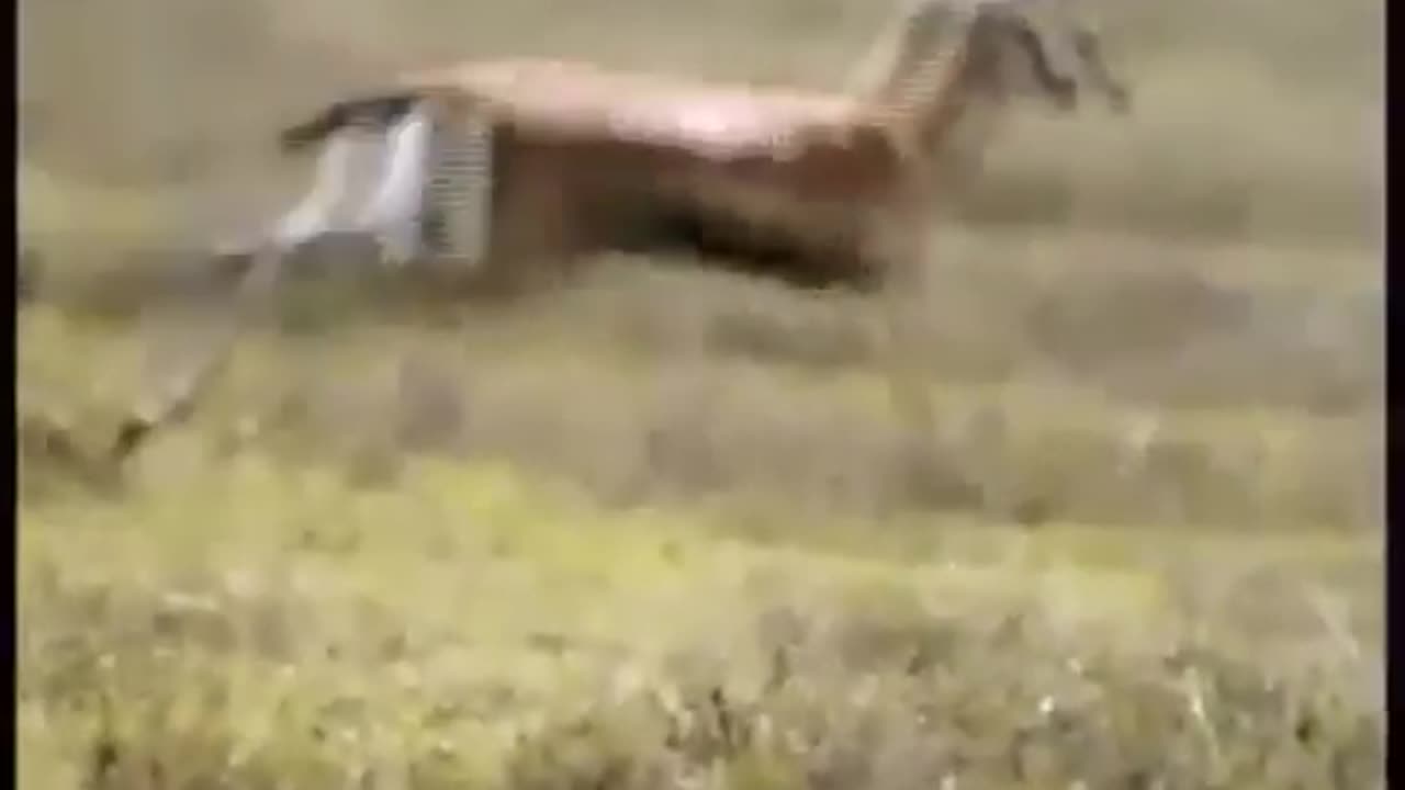 cheetah speed