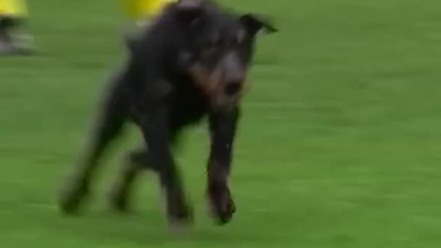 Dog nutmegs players with pawsome skills