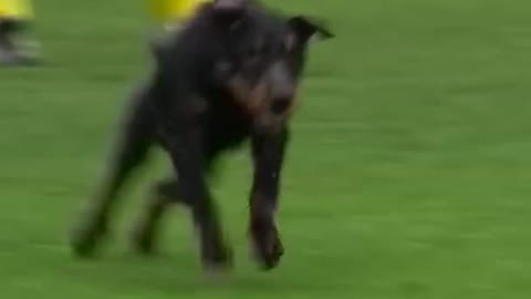 Dog nutmegs players with pawsome skills