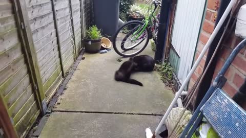 Duel between black cats