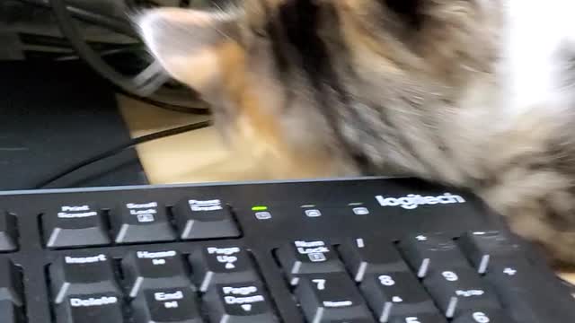 Office kittens