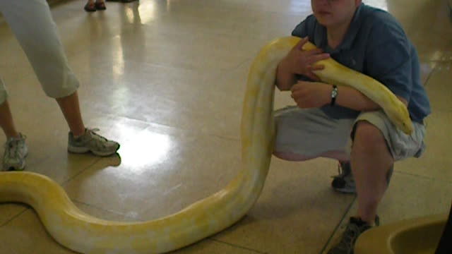 Long Yellow Boa Constrictor