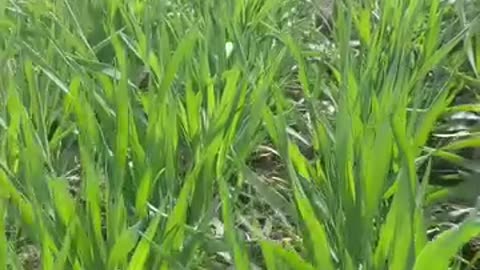 Spring seedlings of winter wheat