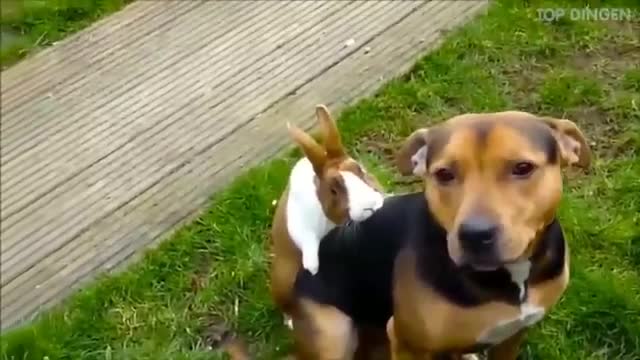 Funny animal videos, laugh before laughing is forbidden