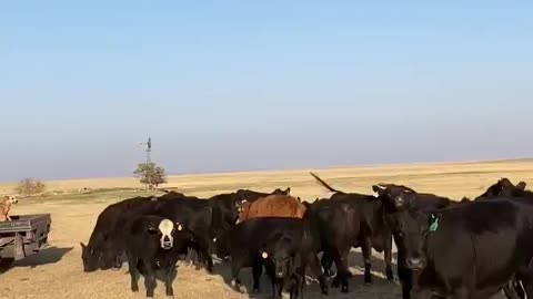 85- Young one iron Angus. NM