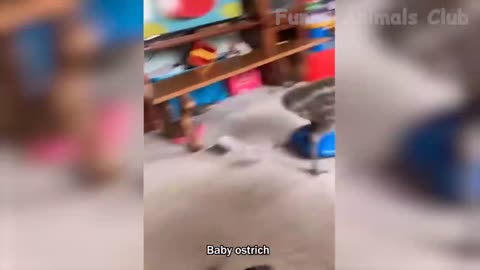 Funny Animals video 🤣🤣 . 2022 edition