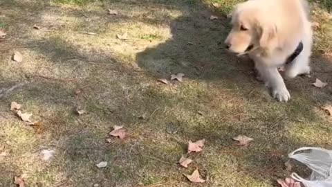 Nothing brings joy like a golden retriever having a blast with its furry friends!