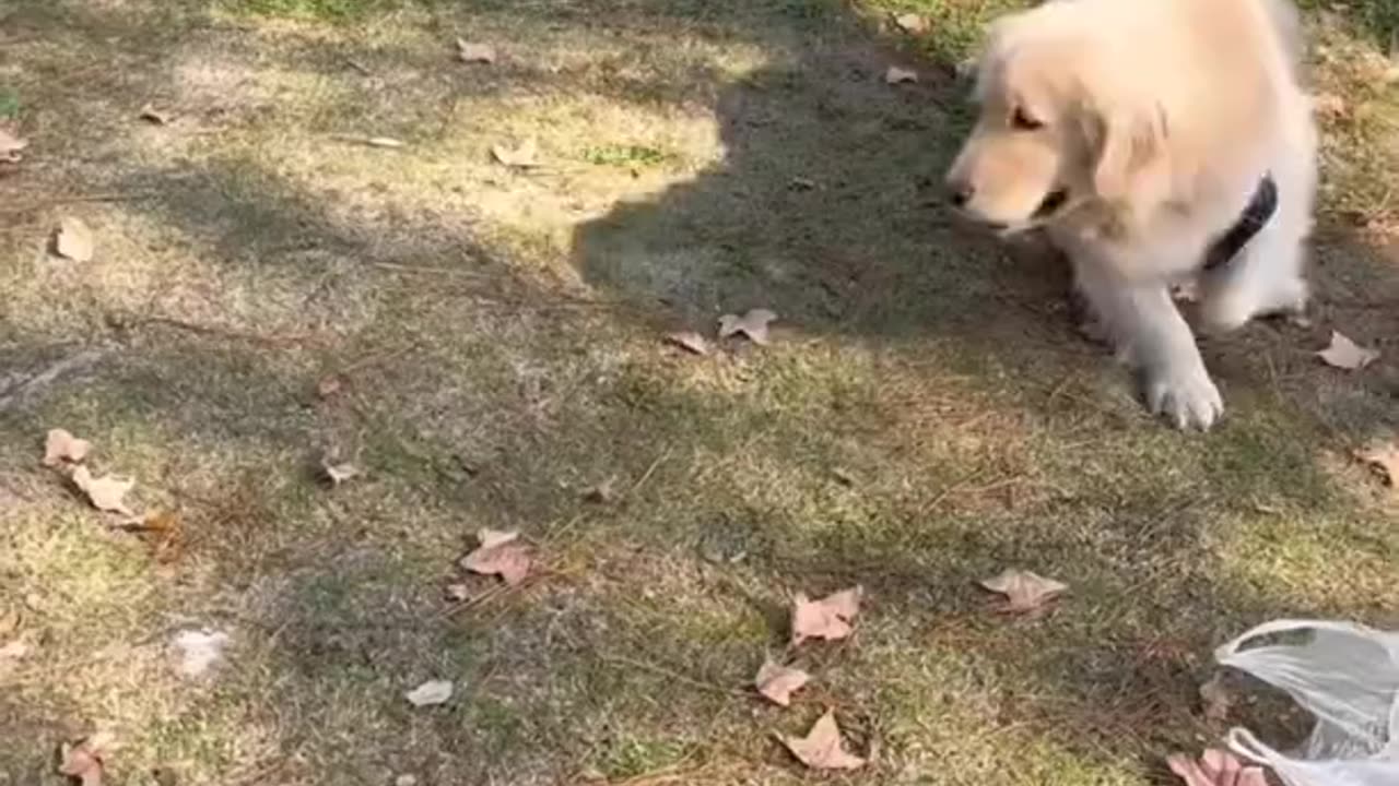 Nothing brings joy like a golden retriever having a blast with its furry friends!