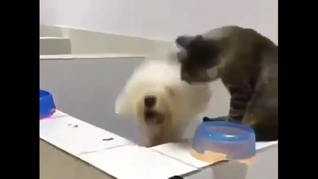 No One Can See The Cat's Moment's Clips?