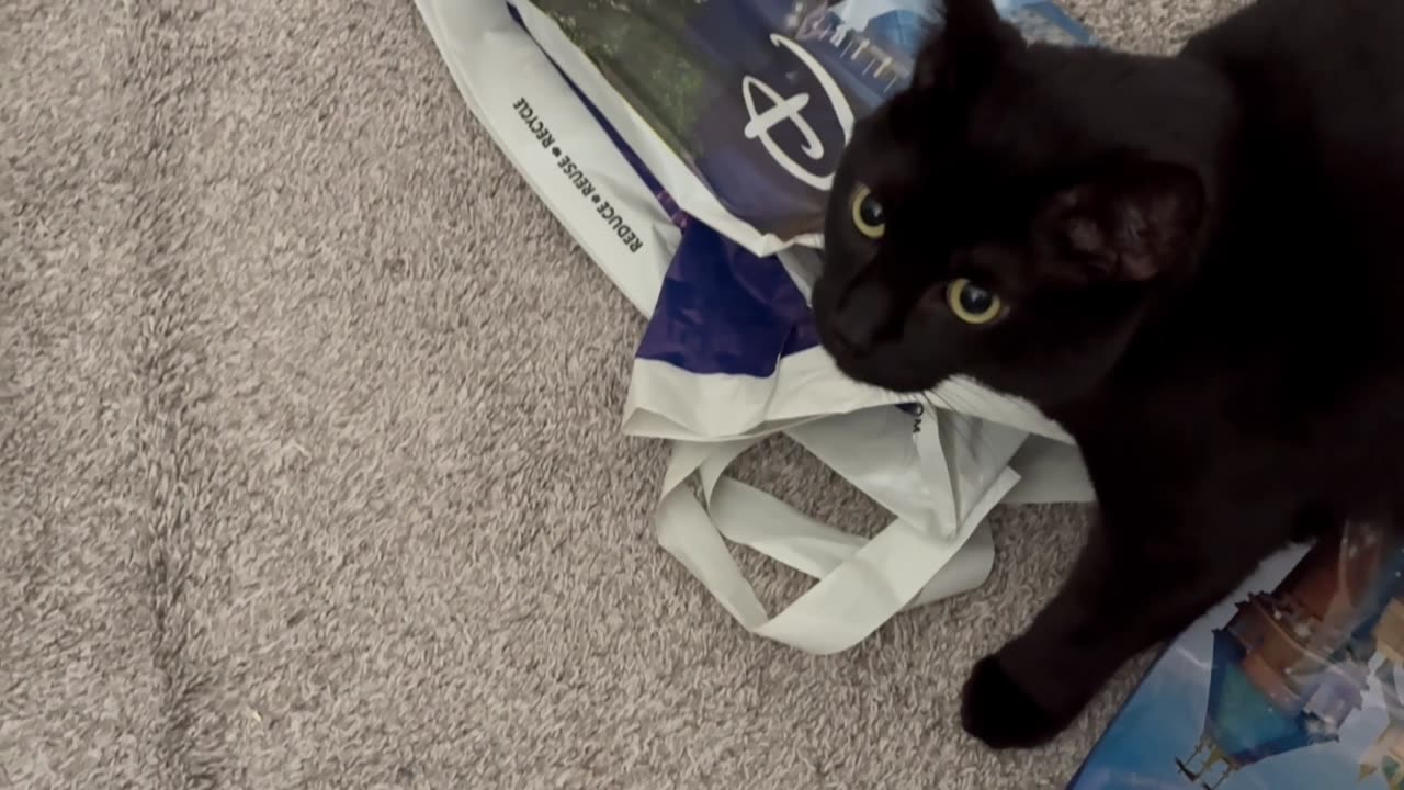 Cute Precious Piper Does a Thorough Office Inspection - Adopting a Cat from a Shelter Vlog