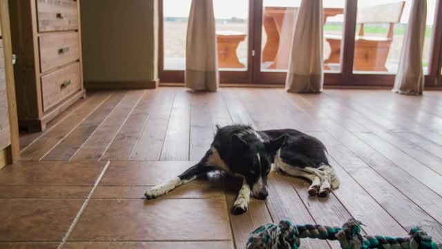 Young puppy looking at rope laying on floor