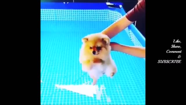 TIME FOR A SWIMMMMM!!!!!!!!🤣 Cute And Funny Pet Videos Compilation♥ 🤣 Funny Dog Videos 🤣 Funny Dogs 🐶
