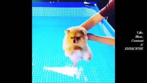 TIME FOR A SWIMMMMM!!!!!!!!🤣 Cute And Funny Pet Videos Compilation♥ 🤣 Funny Dog Videos 🤣 Funny Dogs 🐶