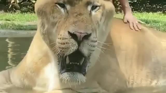 Happy Lion