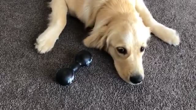 Golden Retriever gets excited about new toy!