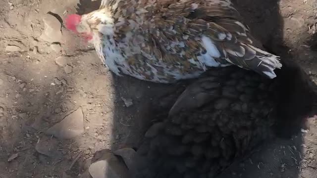 Two Chicks Dust Bathing