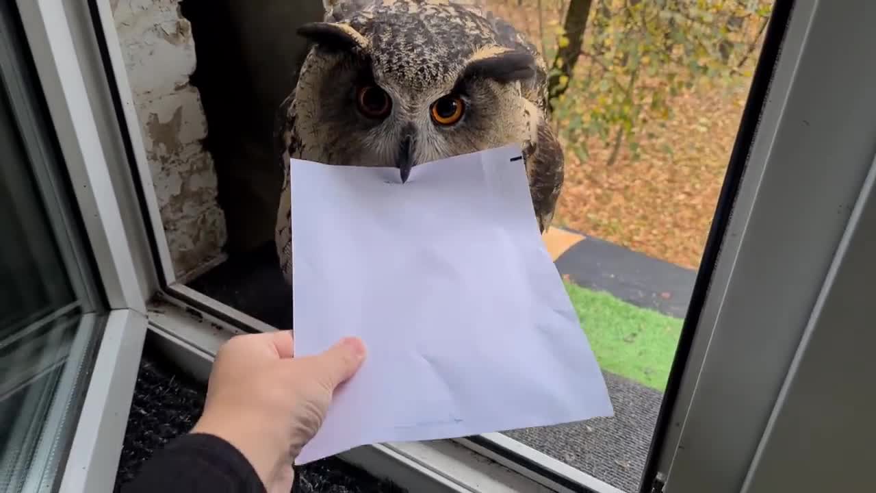 A woman hears a knock at the window and sees an owl with a letter she would not like to receive