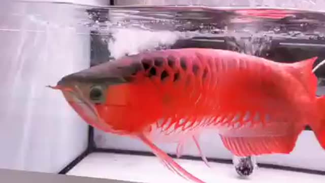 Arowana