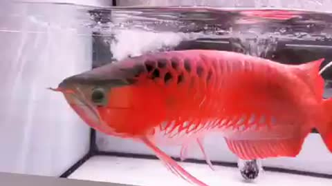 Arowana