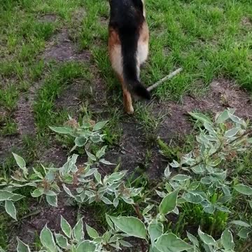 Domestic dog walks in the yard.
