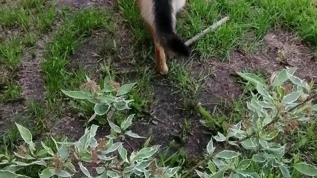 Domestic dog walks in the yard.